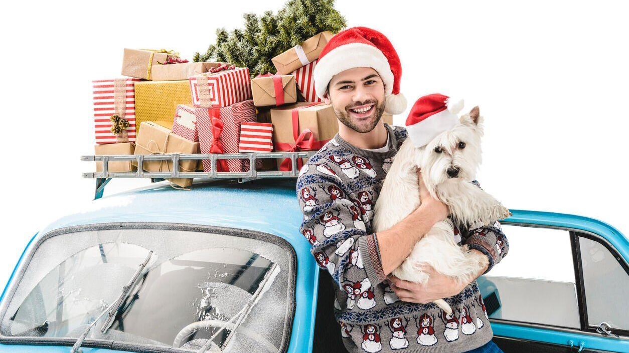 8 tips for stress-free holiday road trips with pets